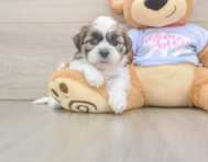 5 week old Teddy Bear Puppy For Sale - Pilesgrove Pups