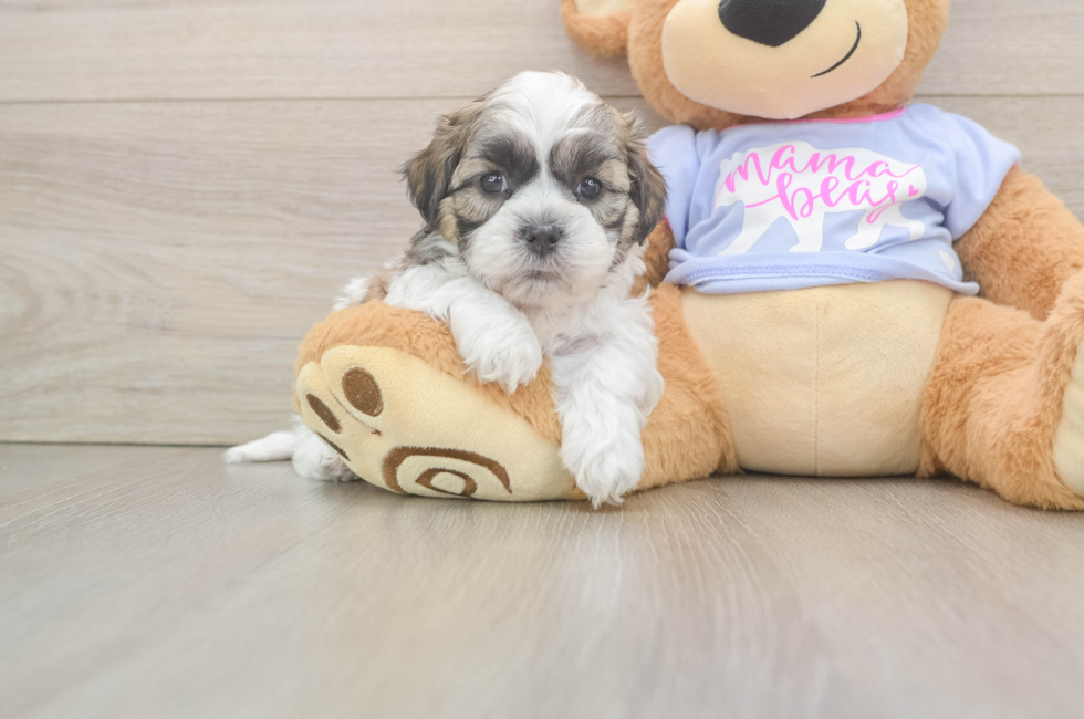 5 week old Teddy Bear Puppy For Sale - Pilesgrove Pups