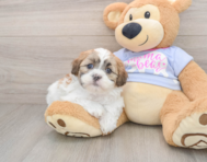 5 week old Teddy Bear Puppy For Sale - Pilesgrove Pups