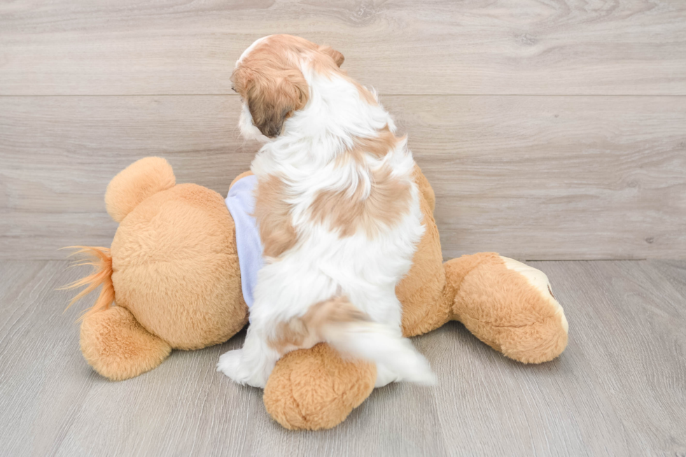 Petite Teddy Bear Designer Pup