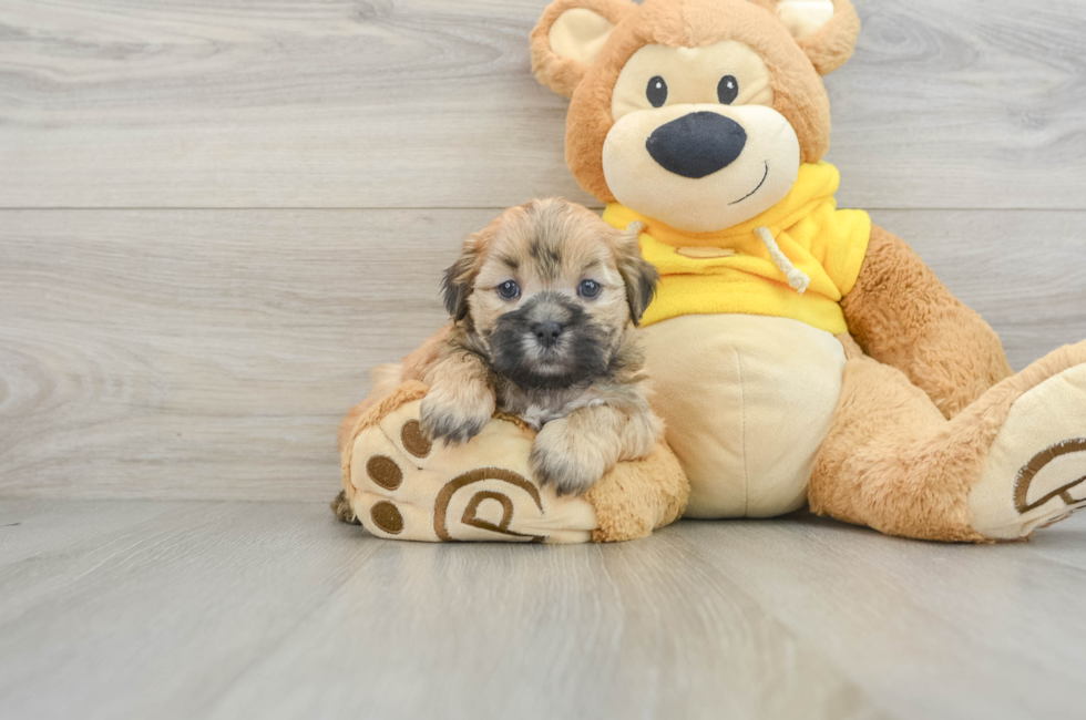 8 week old Teddy Bear Puppy For Sale - Pilesgrove Pups