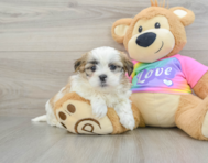 9 week old Teddy Bear Puppy For Sale - Pilesgrove Pups