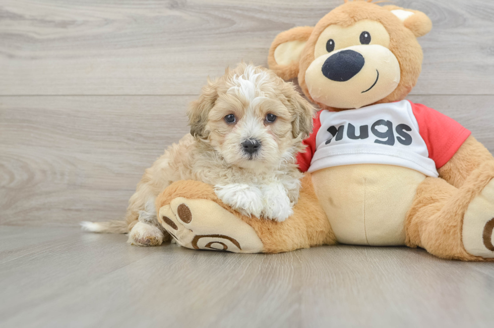 6 week old Teddy Bear Puppy For Sale - Pilesgrove Pups