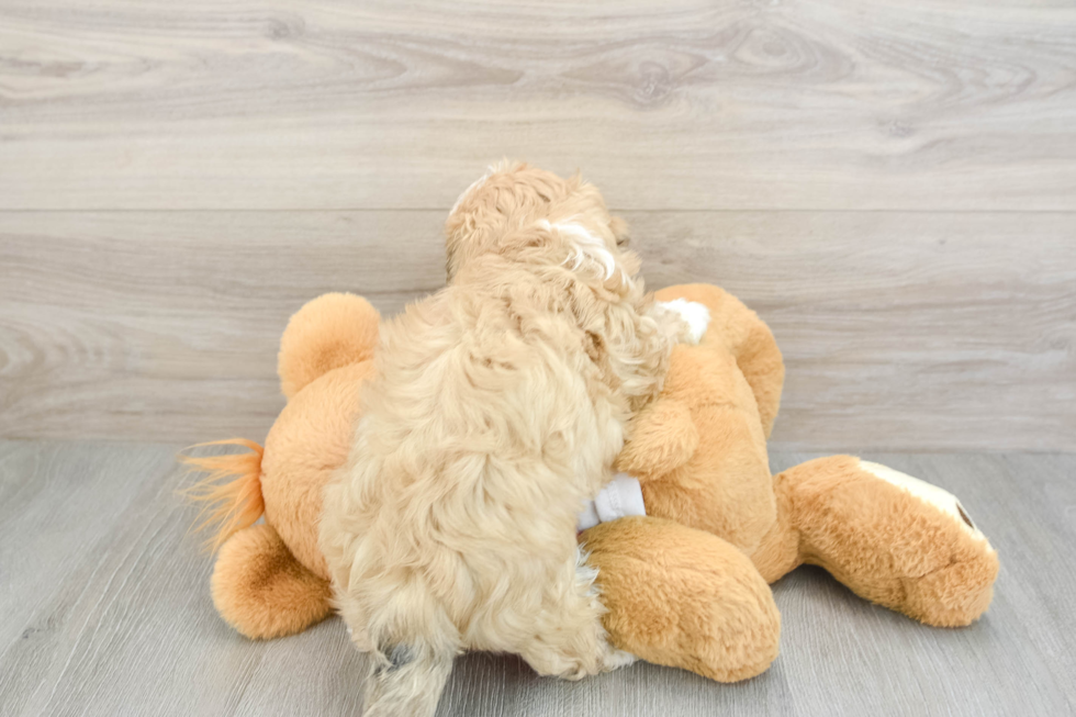 Teddy Bear Pup Being Cute