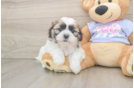 Teddy Bear Puppy for Adoption