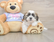 5 week old Teddy Bear Puppy For Sale - Pilesgrove Pups