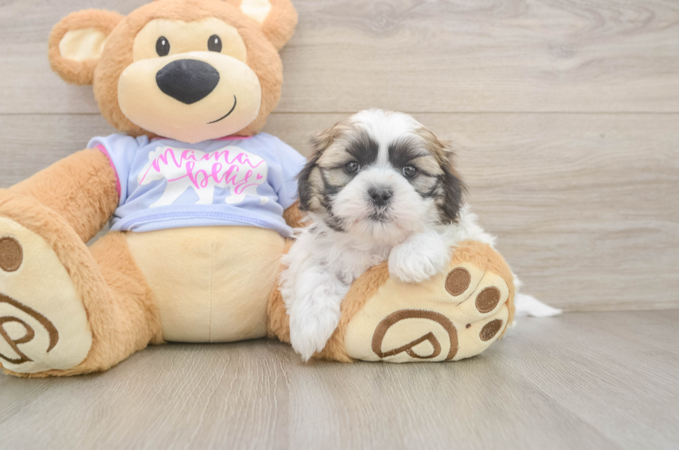 5 week old Teddy Bear Puppy For Sale - Pilesgrove Pups