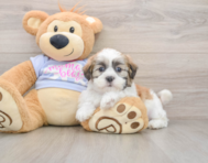 5 week old Teddy Bear Puppy For Sale - Pilesgrove Pups