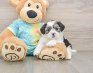 6 week old Teddy Bear Puppy For Sale - Pilesgrove Pups