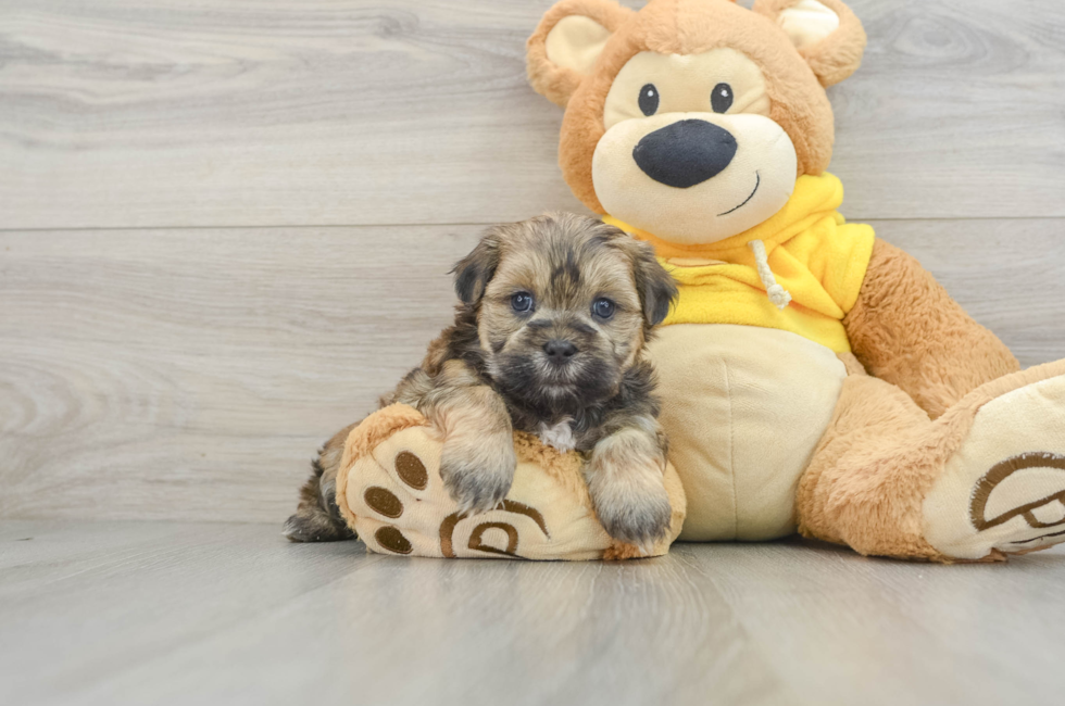 8 week old Teddy Bear Puppy For Sale - Pilesgrove Pups