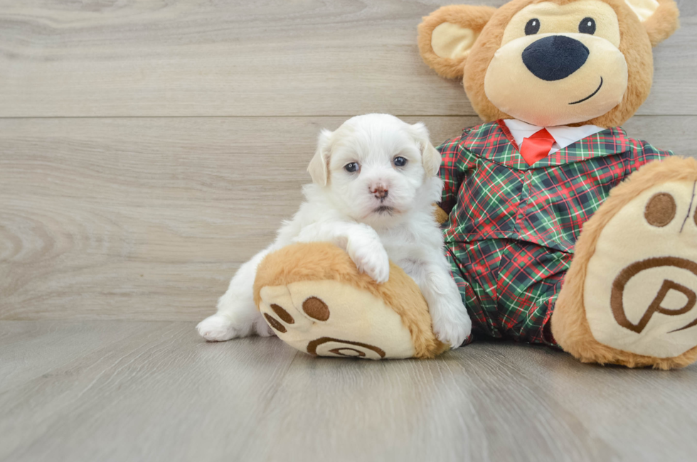 5 week old Teddy Bear Puppy For Sale - Pilesgrove Pups