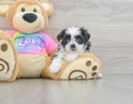 9 week old Teddy Bear Puppy For Sale - Pilesgrove Pups