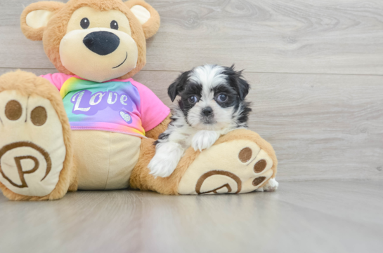 Petite Teddy Bear Designer Pup