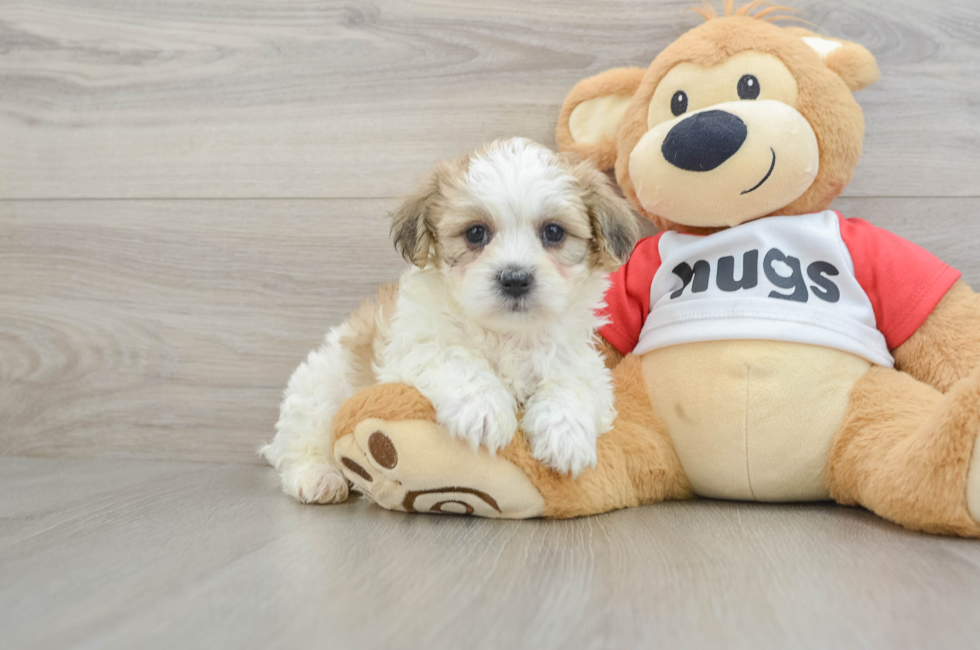 6 week old Teddy Bear Puppy For Sale - Pilesgrove Pups