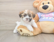 5 week old Teddy Bear Puppy For Sale - Pilesgrove Pups