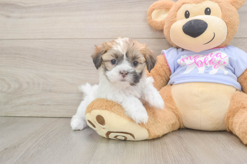 5 week old Teddy Bear Puppy For Sale - Pilesgrove Pups