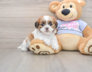 5 week old Teddy Bear Puppy For Sale - Pilesgrove Pups