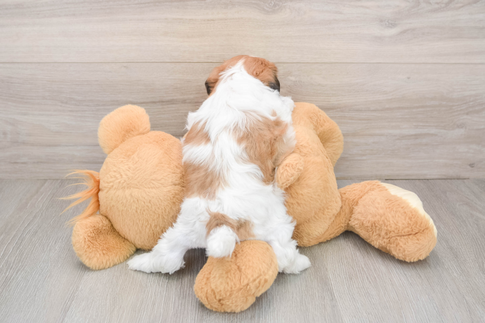 Teddy Bear Puppy for Adoption