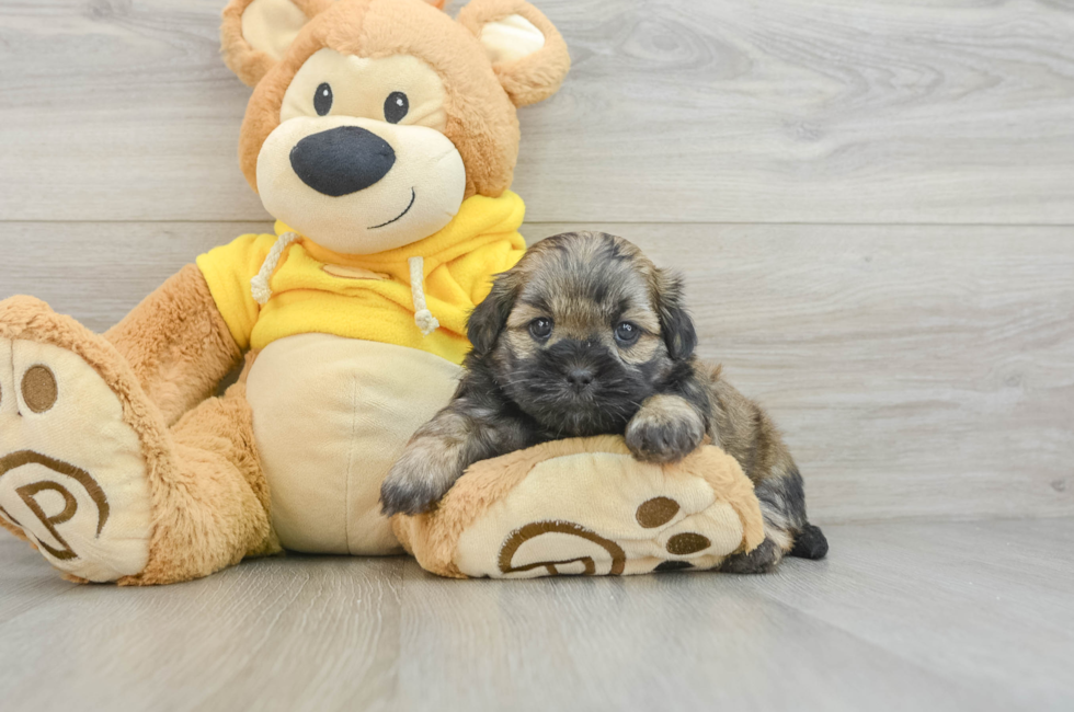 8 week old Teddy Bear Puppy For Sale - Pilesgrove Pups