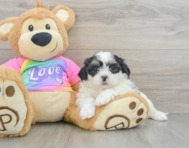 9 week old Teddy Bear Puppy For Sale - Pilesgrove Pups