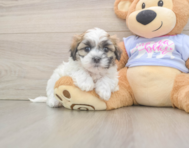 5 week old Teddy Bear Puppy For Sale - Pilesgrove Pups