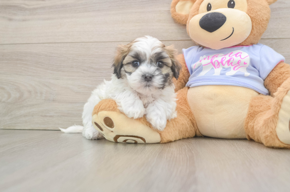 5 week old Teddy Bear Puppy For Sale - Pilesgrove Pups