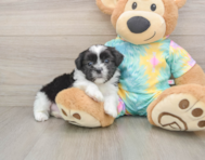 6 week old Teddy Bear Puppy For Sale - Pilesgrove Pups
