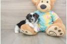 Smart Teddy Bear Designer Pup