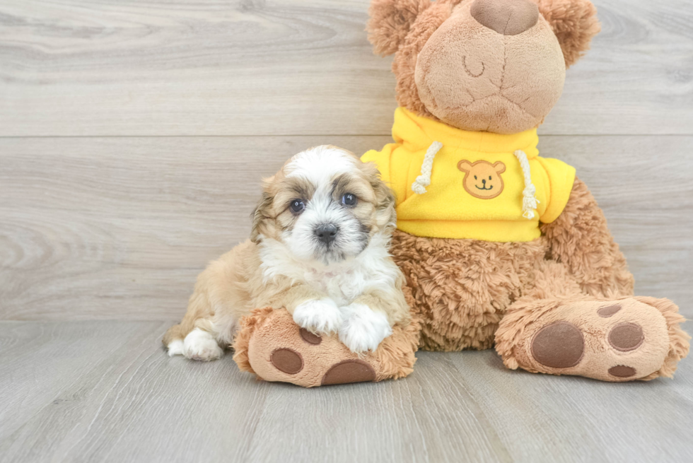 Teddy Bear Puppy for Adoption