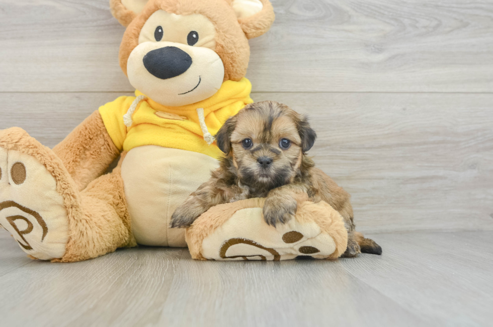 8 week old Teddy Bear Puppy For Sale - Pilesgrove Pups