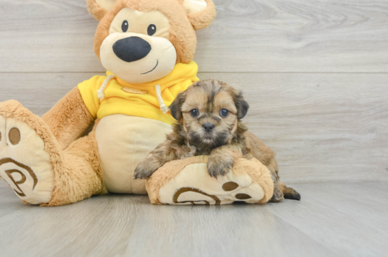 Teddy Bear Puppy for Adoption