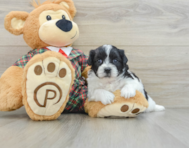 6 week old Teddy Bear Puppy For Sale - Pilesgrove Pups