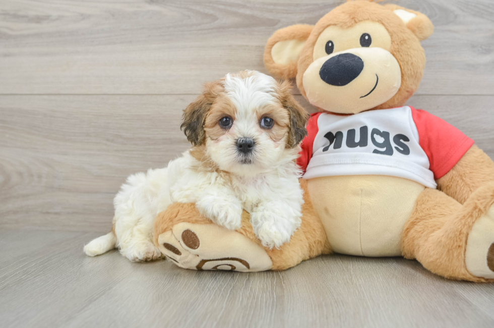 6 week old Teddy Bear Puppy For Sale - Pilesgrove Pups