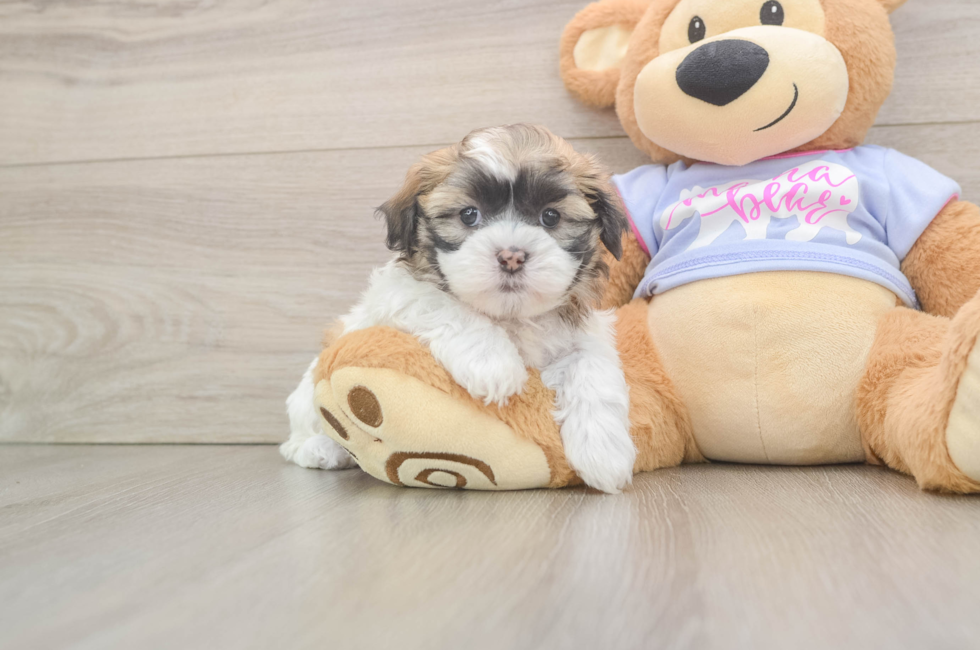 5 week old Teddy Bear Puppy For Sale - Pilesgrove Pups