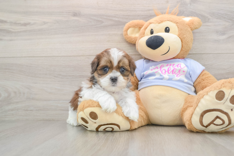 Teddy Bear Pup Being Cute