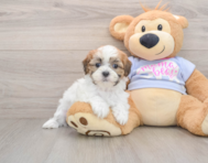 5 week old Teddy Bear Puppy For Sale - Pilesgrove Pups