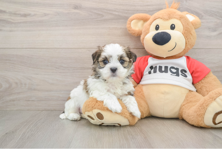 Best Teddy Bear Baby