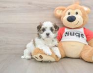 8 week old Teddy Bear Puppy For Sale - Pilesgrove Pups