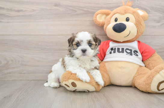 Best Teddy Bear Baby