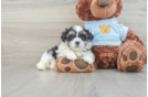 Teddy Bear Pup Being Cute