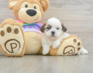 9 week old Teddy Bear Puppy For Sale - Pilesgrove Pups