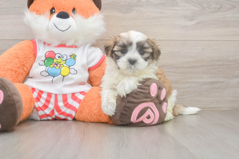 5 week old Teddy Bear Puppy For Sale - Pilesgrove Pups
