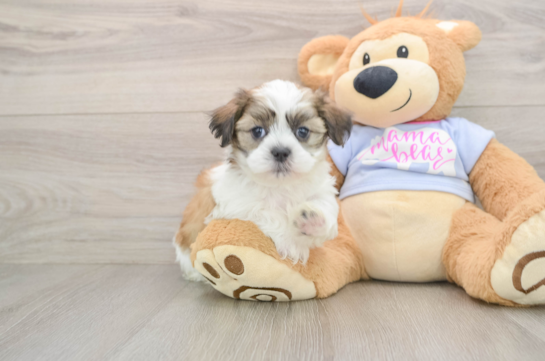 Little Shit Designer Puppy