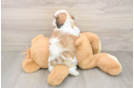 Smart Teddy Bear Designer Pup