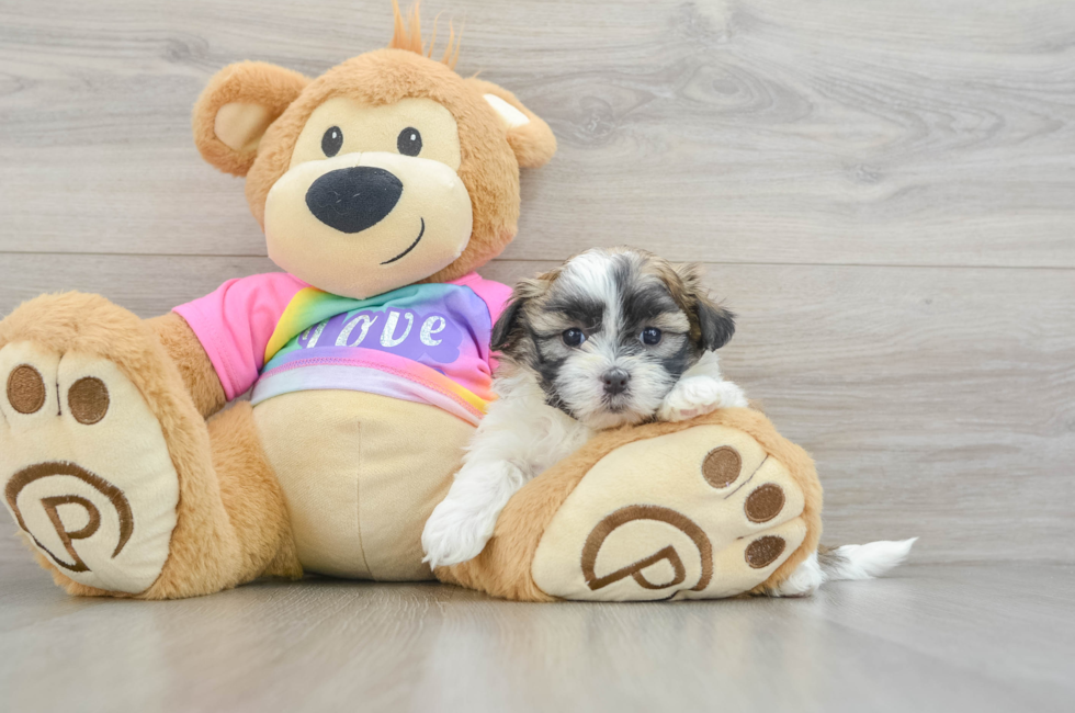 6 week old Teddy Bear Puppy For Sale - Pilesgrove Pups