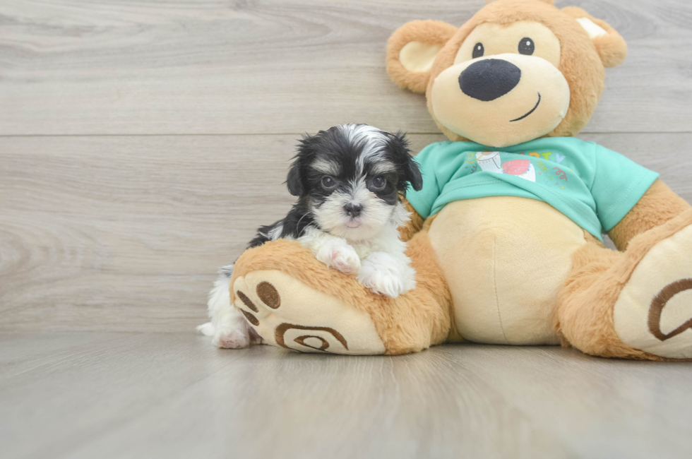 6 week old Teddy Bear Puppy For Sale - Pilesgrove Pups