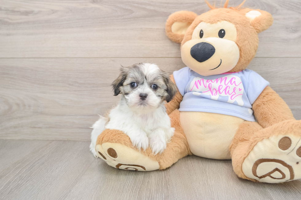 Little Shitzu Designer Puppy