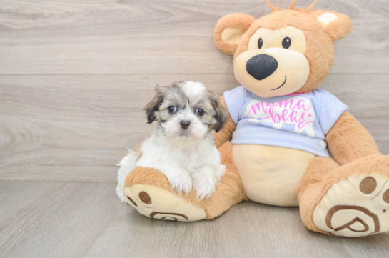 Little Shitzu Designer Puppy