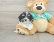 7 week old Teddy Bear Puppy For Sale - Pilesgrove Pups