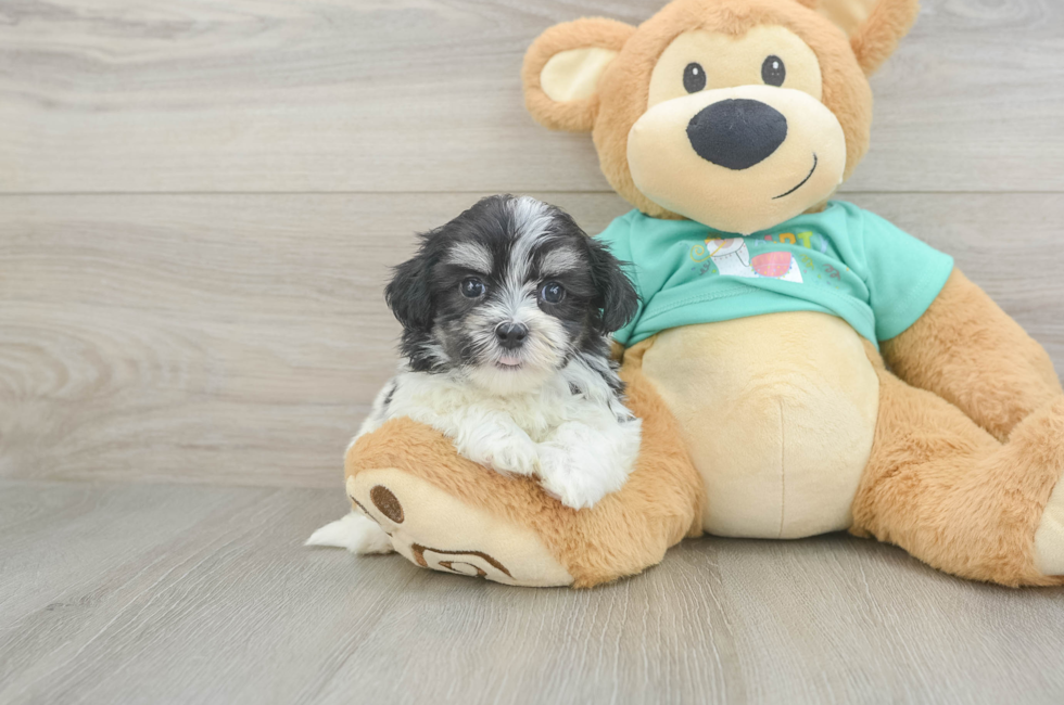6 week old Teddy Bear Puppy For Sale - Pilesgrove Pups